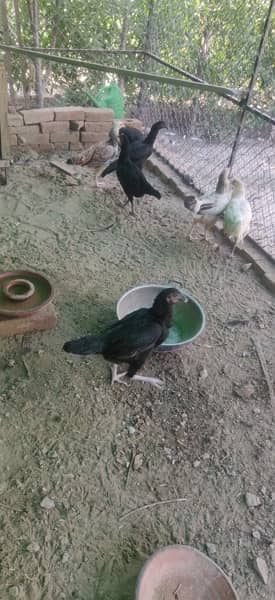 Aseel hens for sale 2