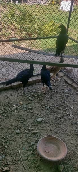 Aseel hens for sale 3