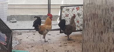 Murgha Murghi pair/ Hen 0