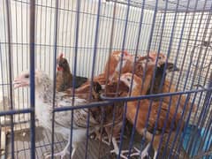 2+ months Golden Chicks/choozay 8 females 2 males 450/chick