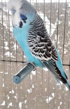 exhibition budgies pair