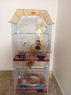 Bird Cage 0