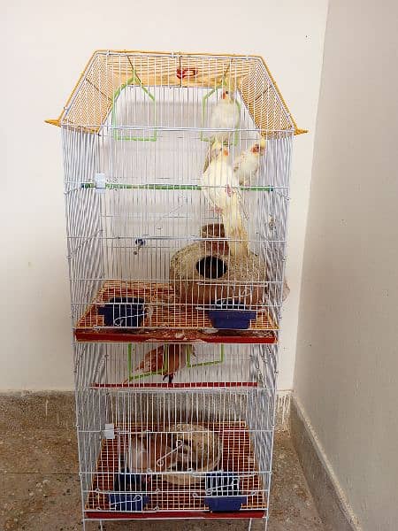 Bird Cage 0