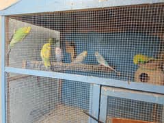 budgies breeder pairs 0