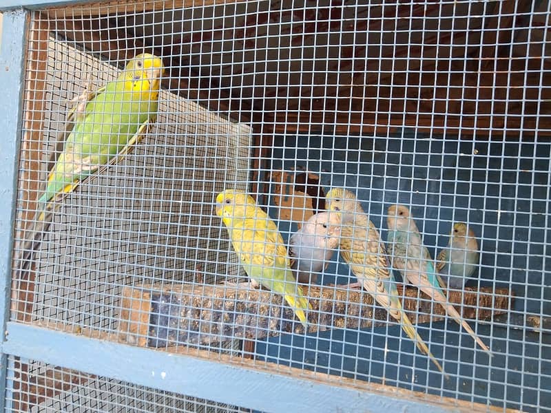 budgies breeder pairs 3