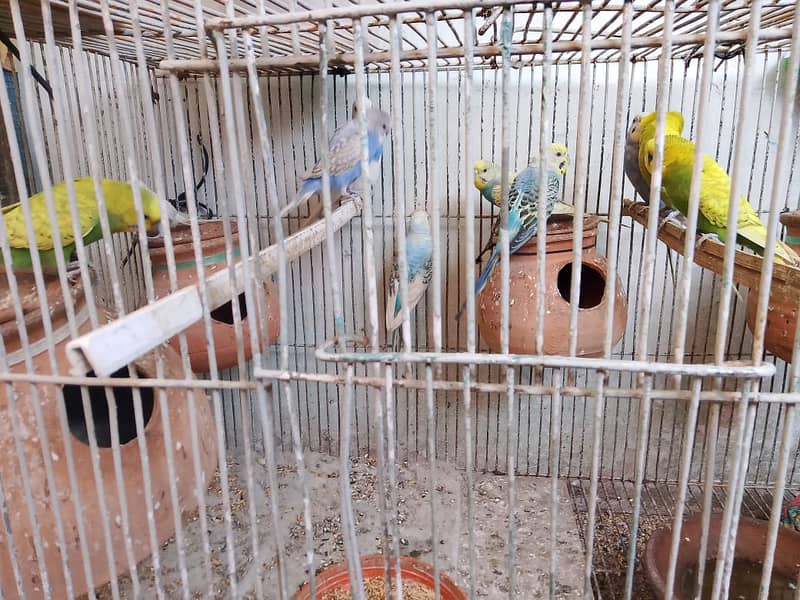 budgies breeder pairs 4