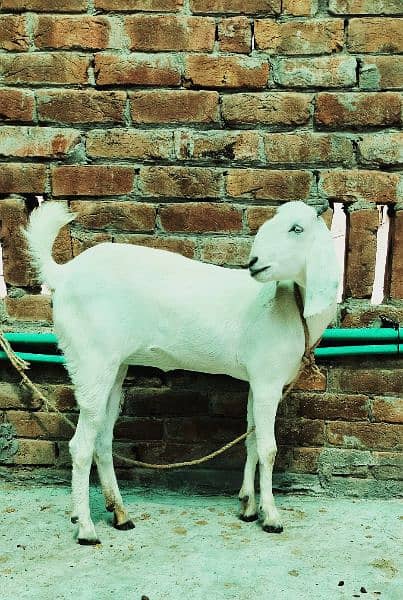 bakri safaid 1