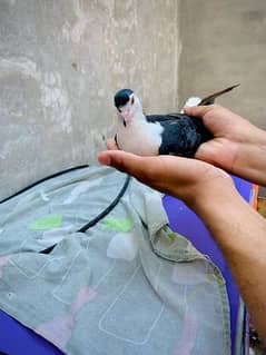 Fancy Pigeon 0