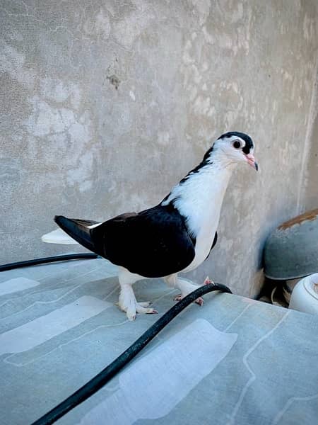 Fancy Pigeon 2