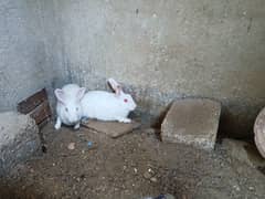 Rabbits for sale