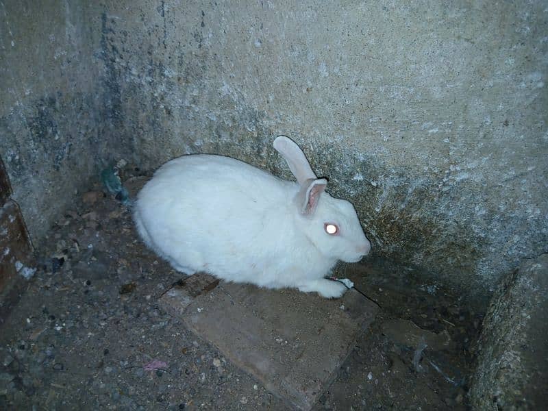 Rabbits for sale 1