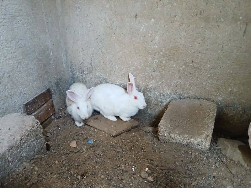 Rabbits for sale 3