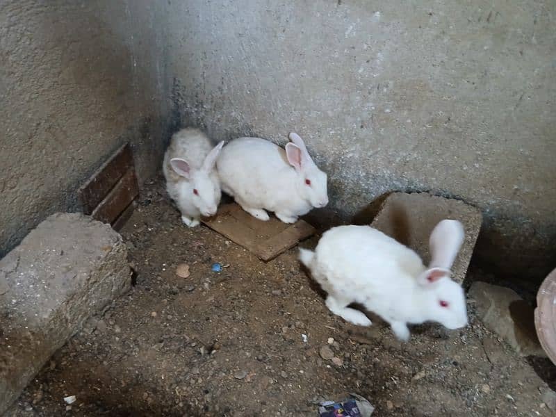 Rabbits for sale 4