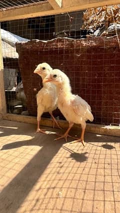 aseel chicks for sale