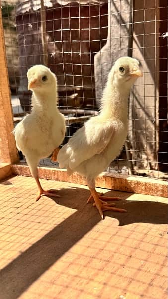 aseel chicks for sale 1