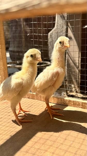 aseel chicks for sale 2