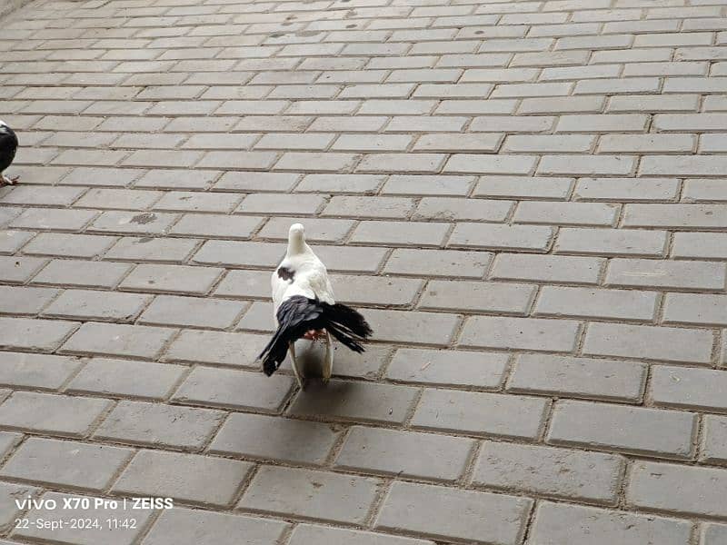 lakhy kabtoor pigeon 1