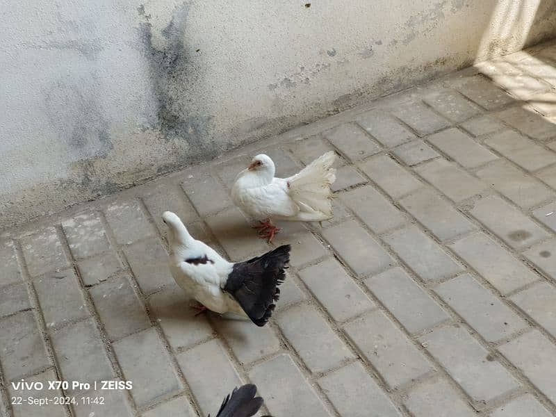 lakhy kabtoor pigeon 2