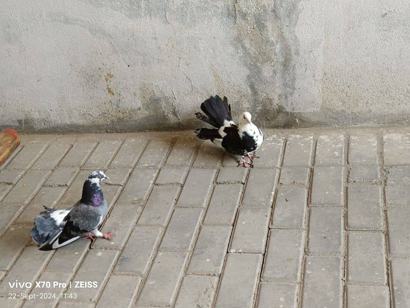 lakhy kabtoor pigeon 4