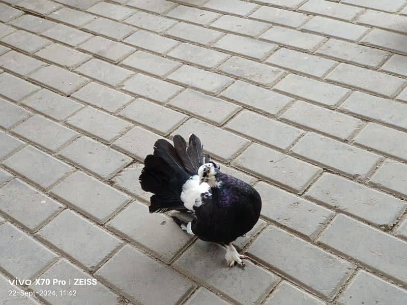 lakhy kabtoor pigeon 5