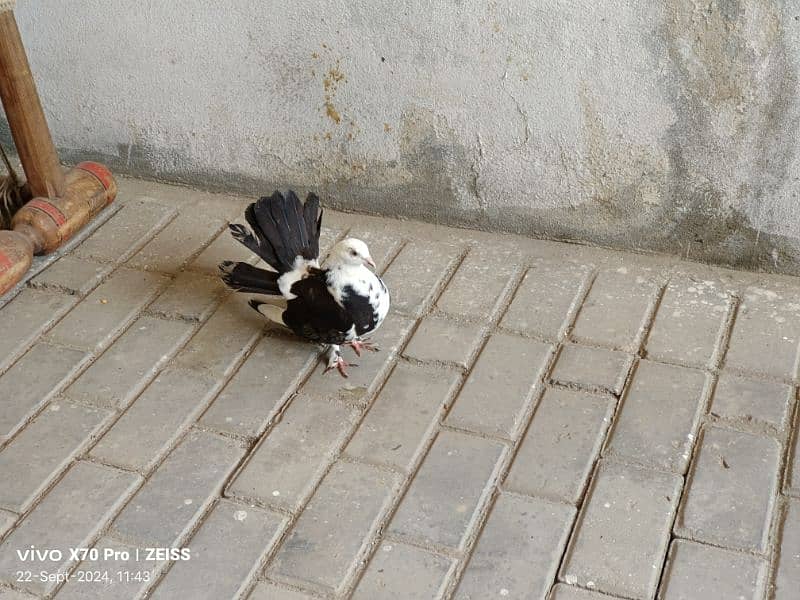 lakhy kabtoor pigeon 6