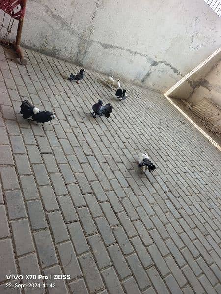 lakhy kabtoor pigeon 7