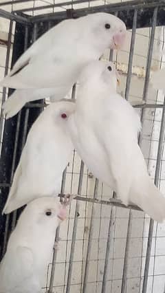 albino black aye and red aye with boxes for sale 03145141413 0