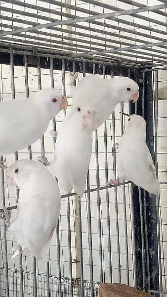 albino black aye and red aye with boxes for sale 03145141413 1