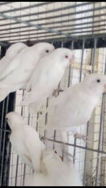 albino black aye and red aye with boxes for sale 03145141413 2