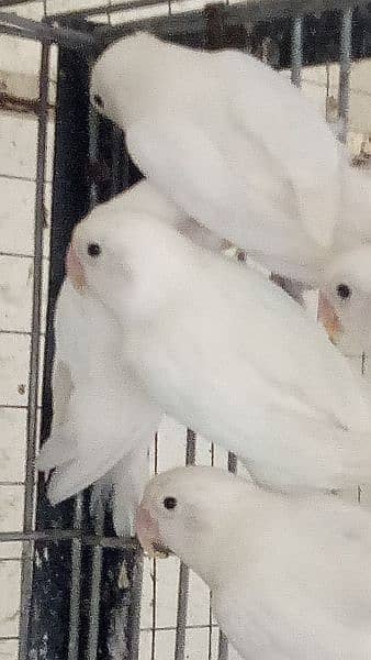 albino black aye and red aye with boxes for sale 03145141413 4