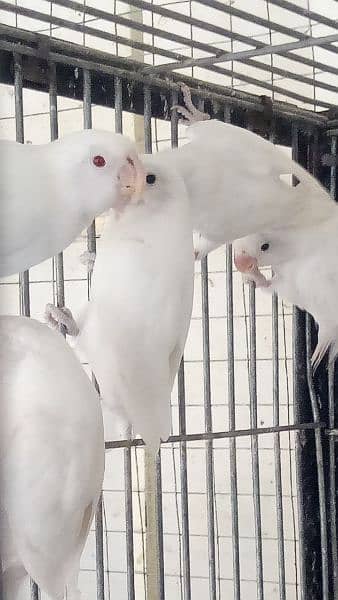 albino black aye and red aye with boxes for sale 03145141413 5