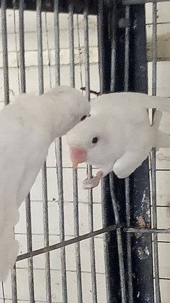 albino black aye and red aye with boxes for sale 03145141413 7