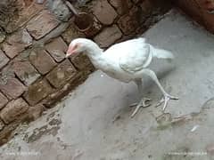 Starter Pure Aseel Mianwali |  Male and Females| Hens