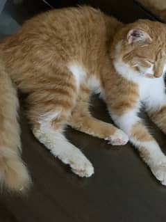 Turkish angora