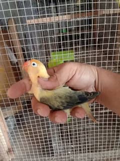 huge size bird good qualty age 10month