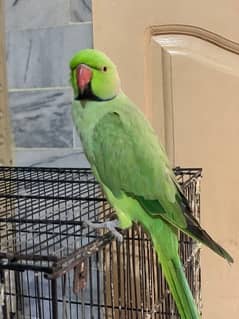 talkative Parrot