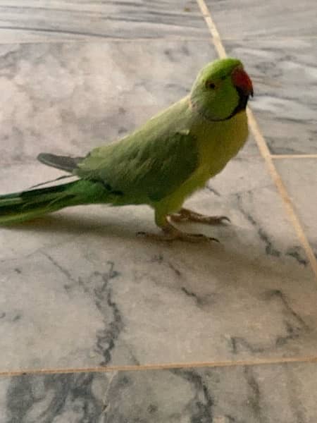 talkative Parrot 1