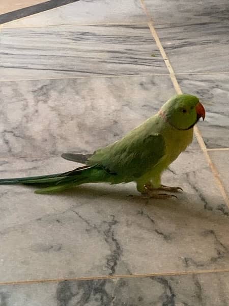 talkative Parrot 2