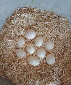 Aseel eggs fertile for sale