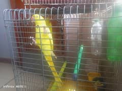 yellow ringneck breeder female 0