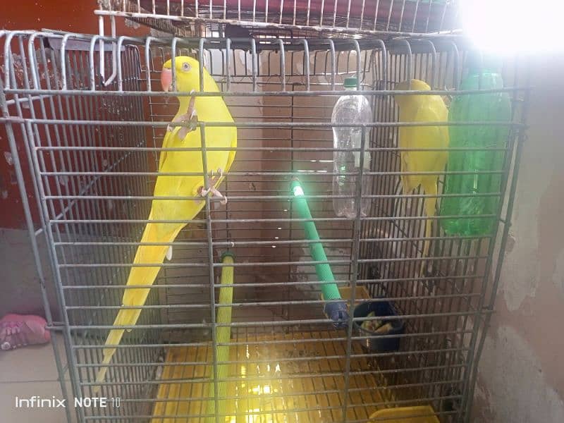 yellow ringneck breeder female 1