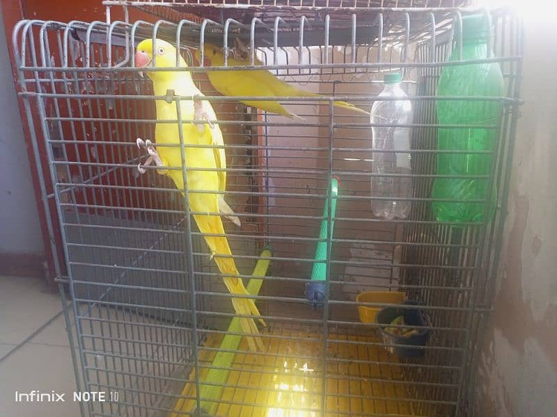 yellow ringneck breeder female 2