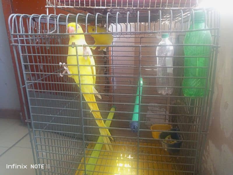 yellow ringneck breeder female 3