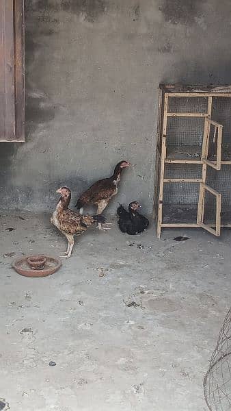 Aseel eggs fertile for sale 4