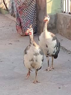 guinea fowl breeder pair for sale 03006364546 Whatsapp 0