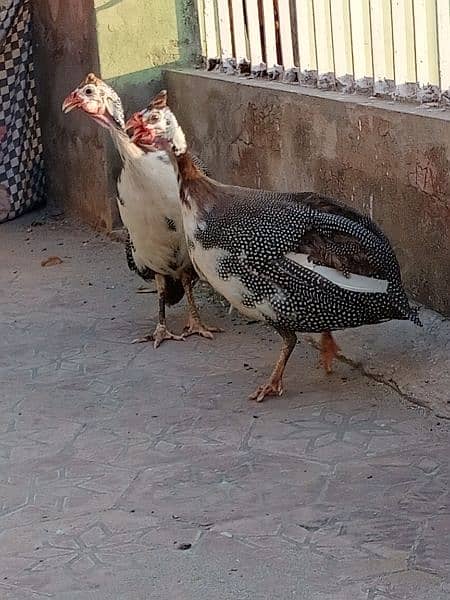 guinea fowl breeder pair for sale 03006364546 Whatsapp 1