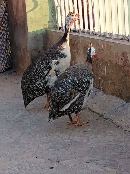 guinea fowl breeder pair for sale 03006364546 Whatsapp 2