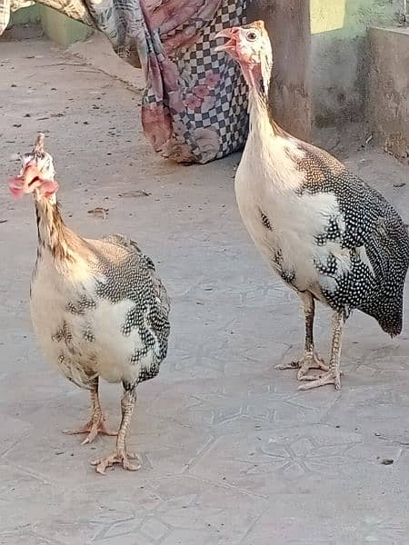 guinea fowl breeder pair for sale 03006364546 Whatsapp 3