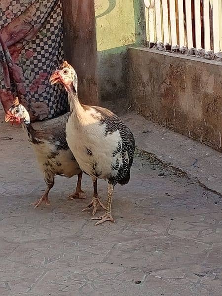 guinea fowl breeder pair for sale 03006364546 Whatsapp 4