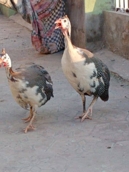 guinea fowl breeder pair for sale 03006364546 Whatsapp 5